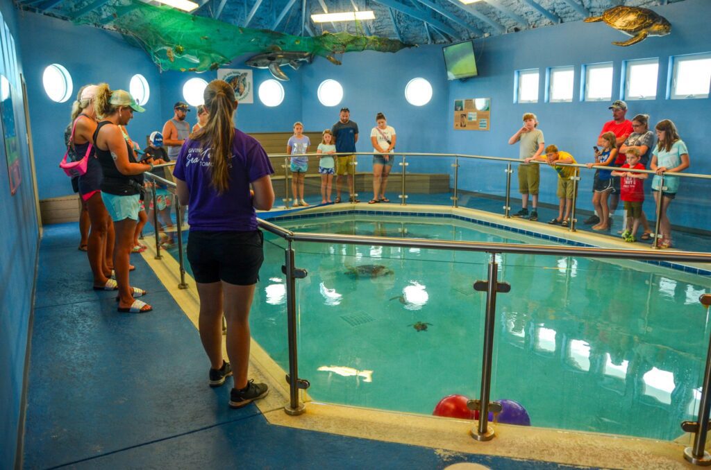 Navarre Beach Sea Turtle Conservation Center | Navarrebeach.com