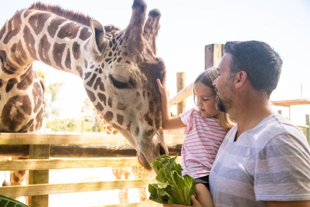 Man and girl feeding giraffe at zoo