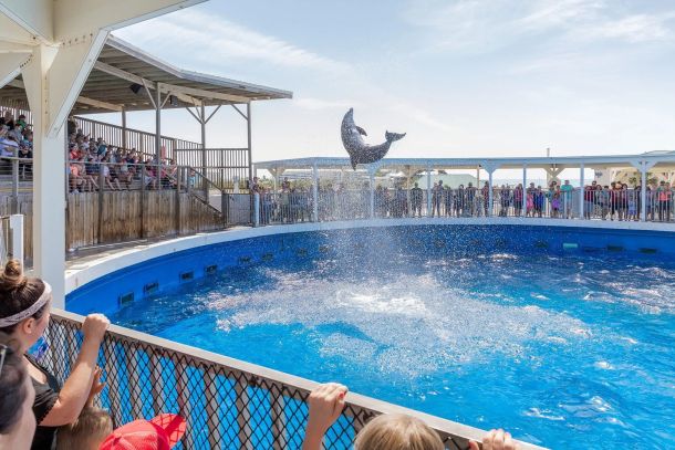 Dolphin jumping out of water at the Gulfarium